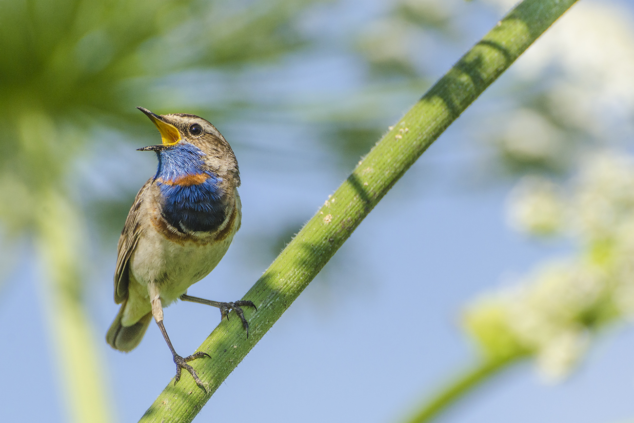 Песня краснозвёздного