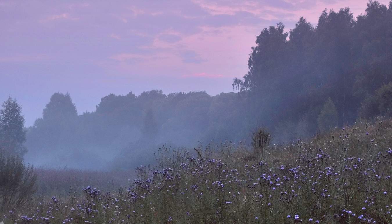 Утро летнее, туманное