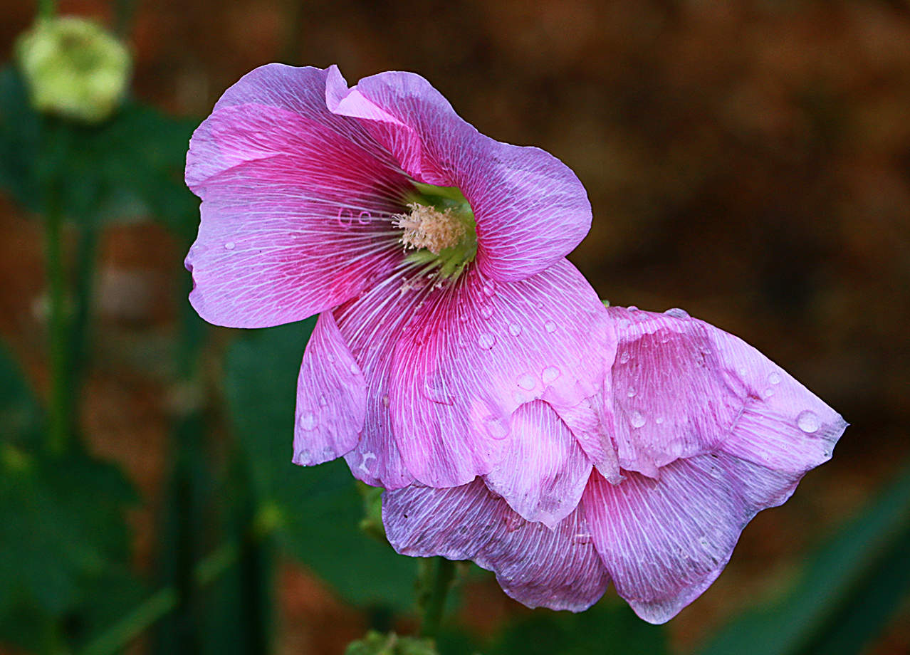 Мальвины слезки