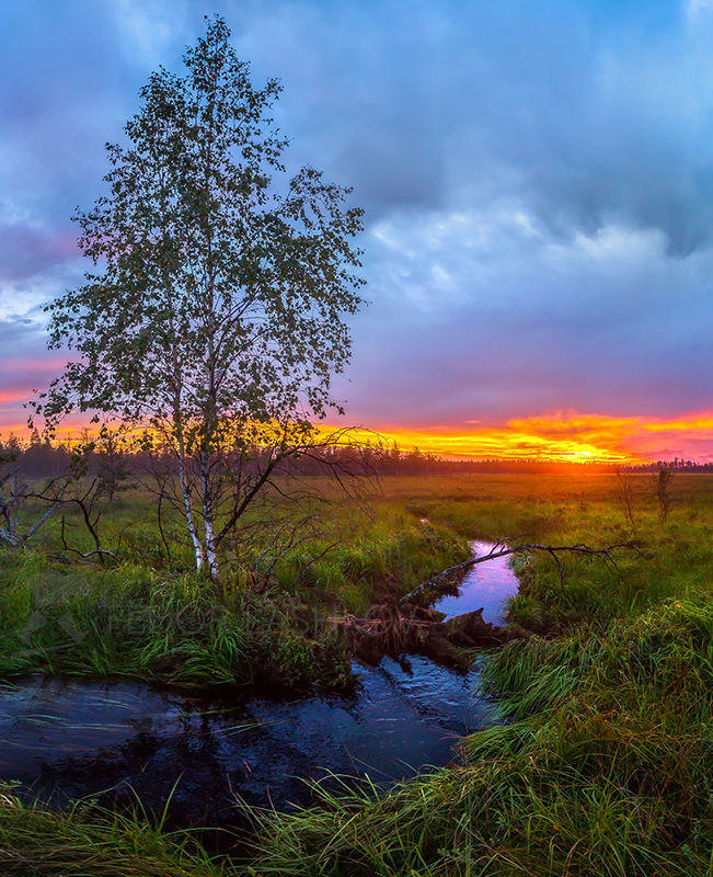 Берёза на берегу реки