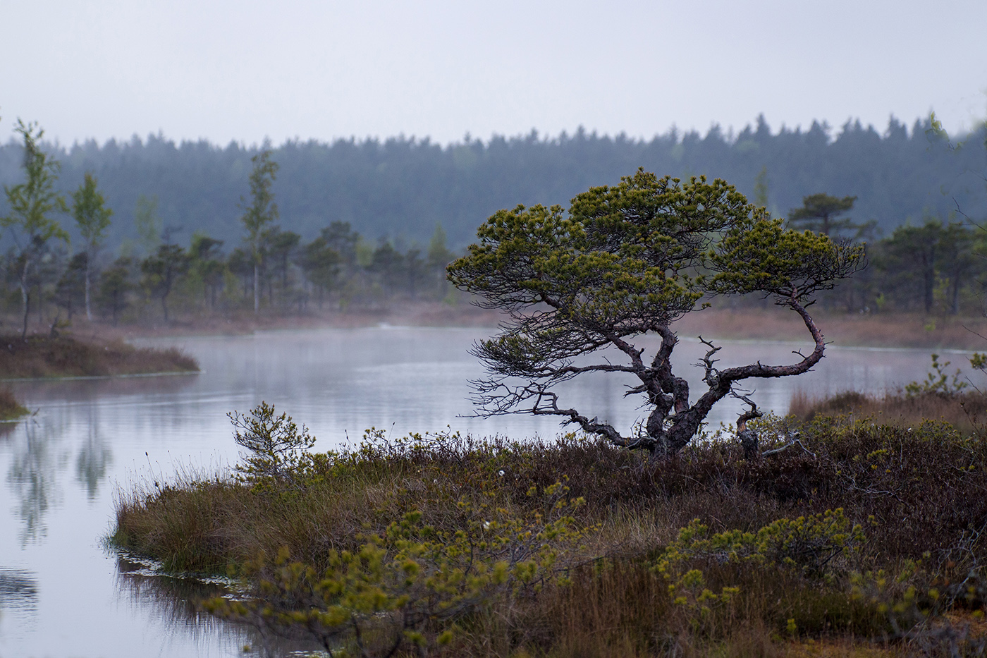 В стиле бoнсаи