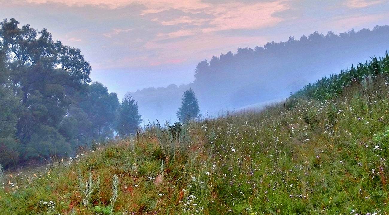 Затуманенное утро июльское