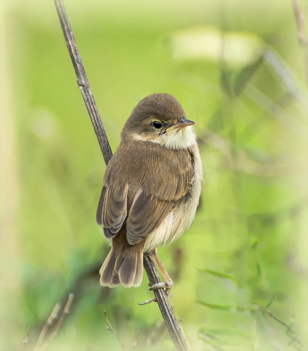 слёток .. малыш..