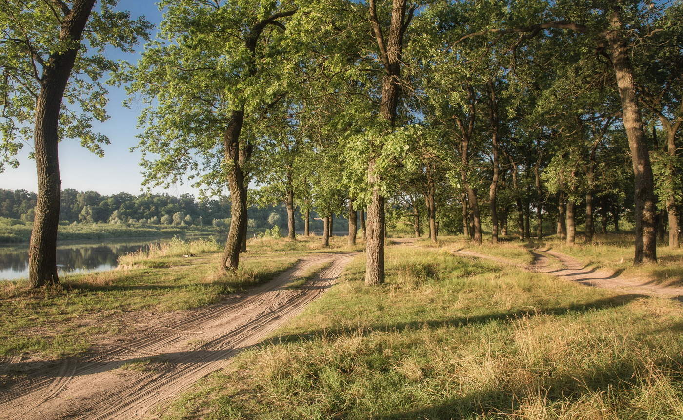 Утро в лесу.