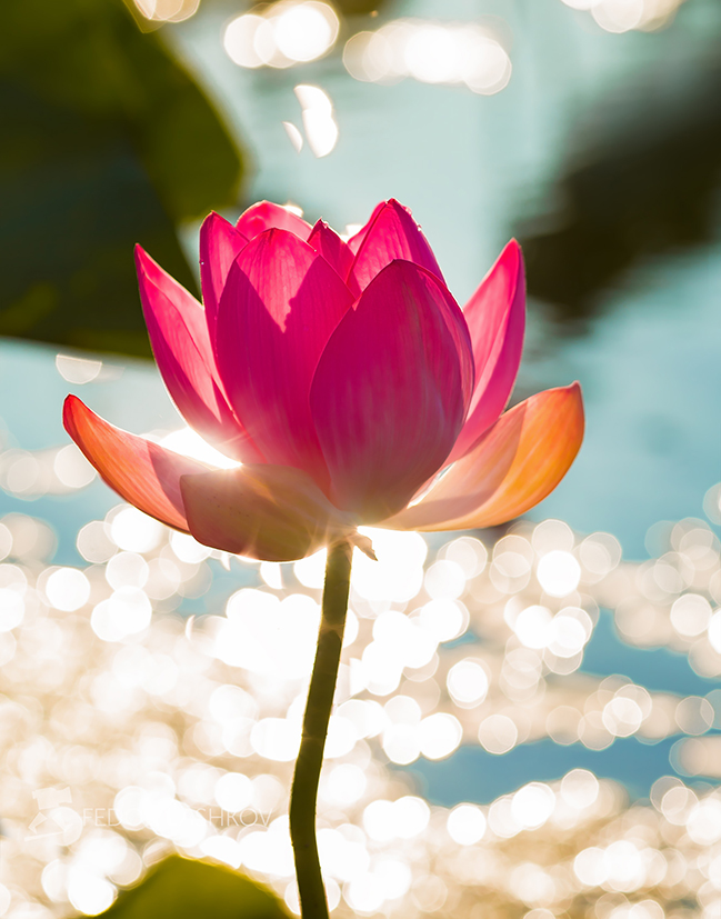 Красавицы Волги