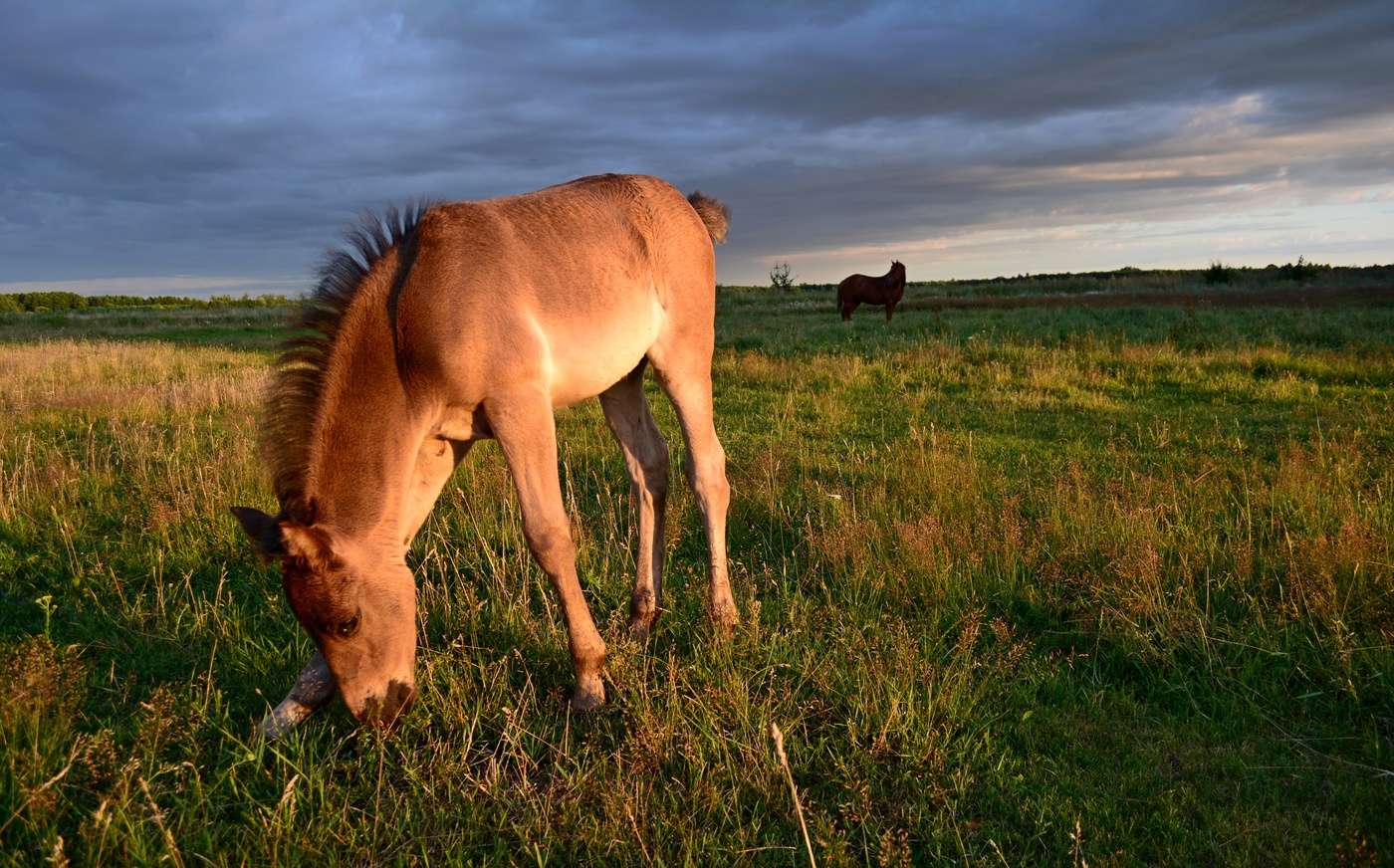 Вечерний пейзаж с жеребёнком