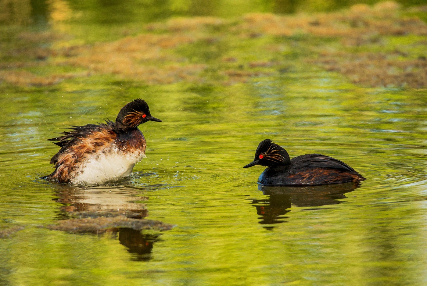 черношейные поганки