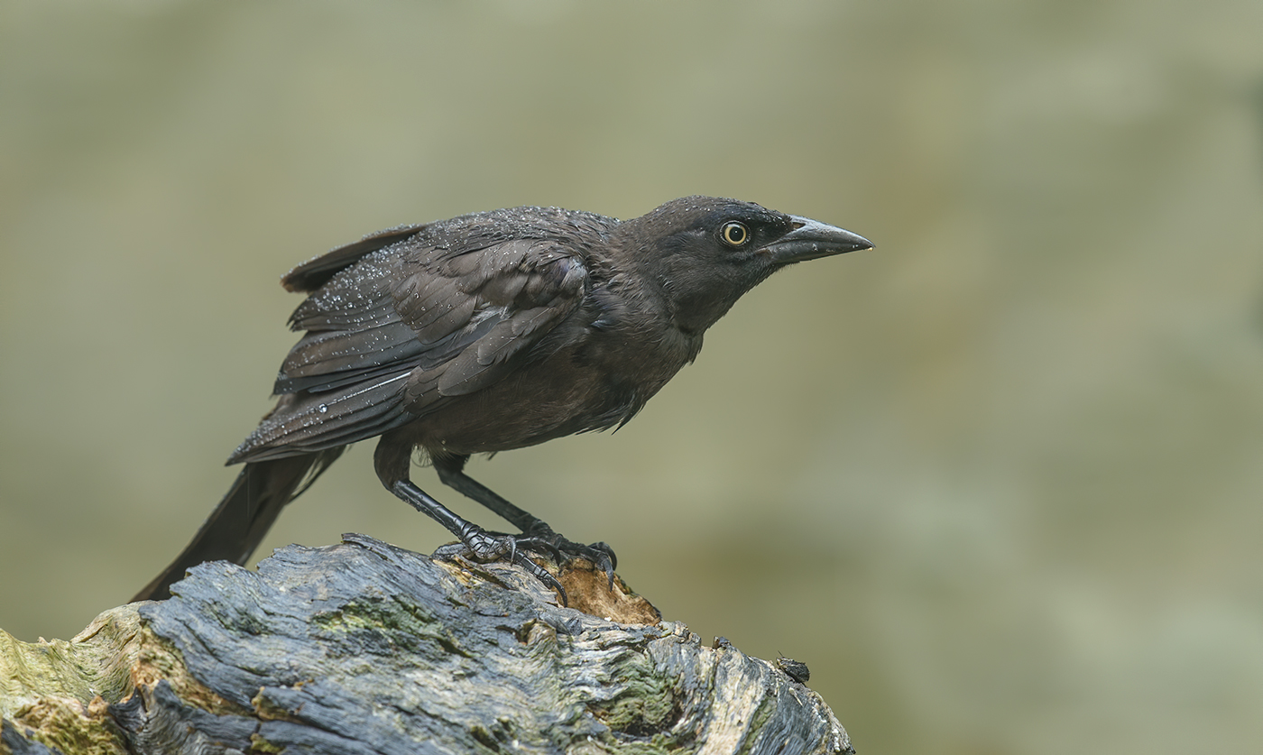Common grackle (female)