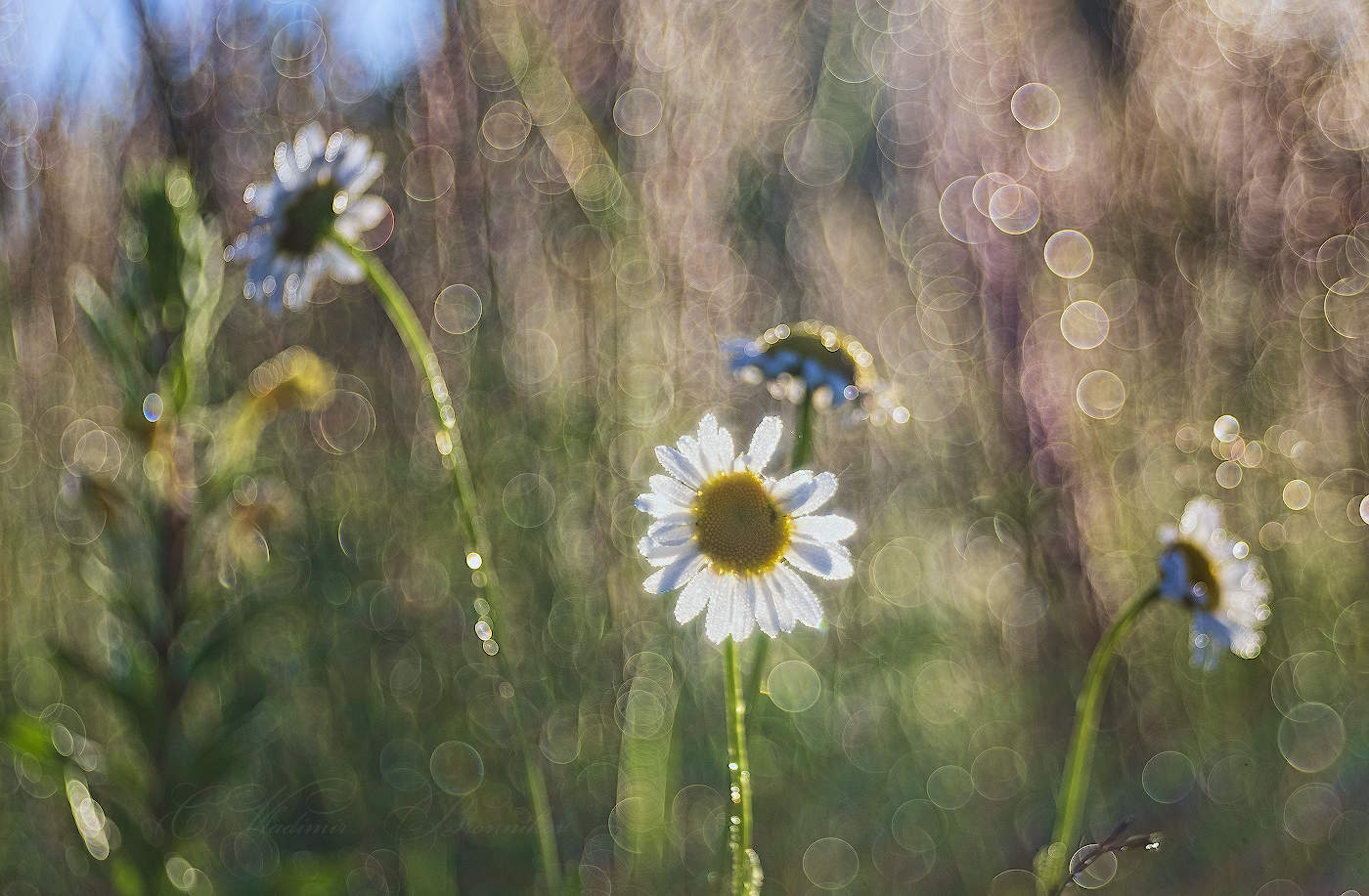 Солнечные ромашки