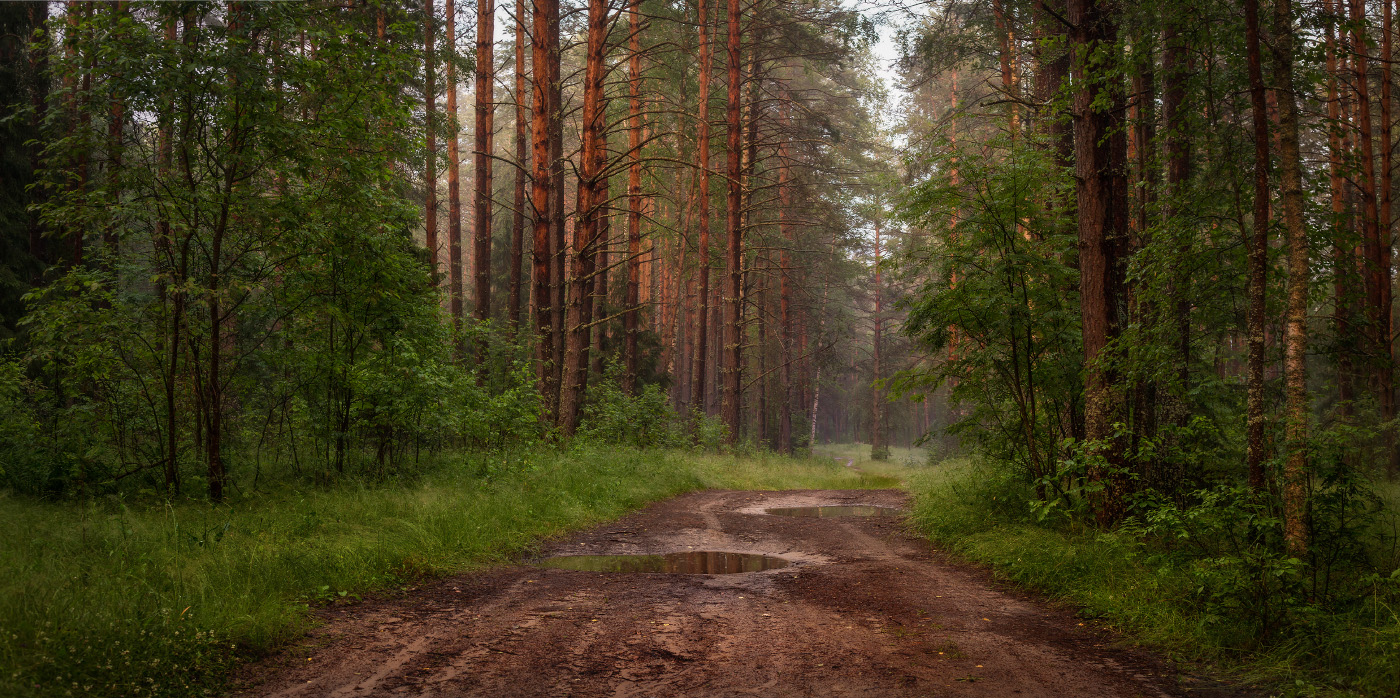 После дождя