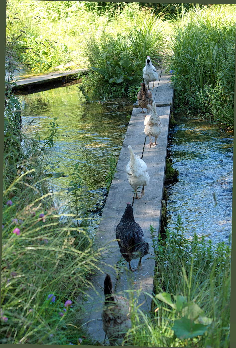 идём гуськом...курком)))