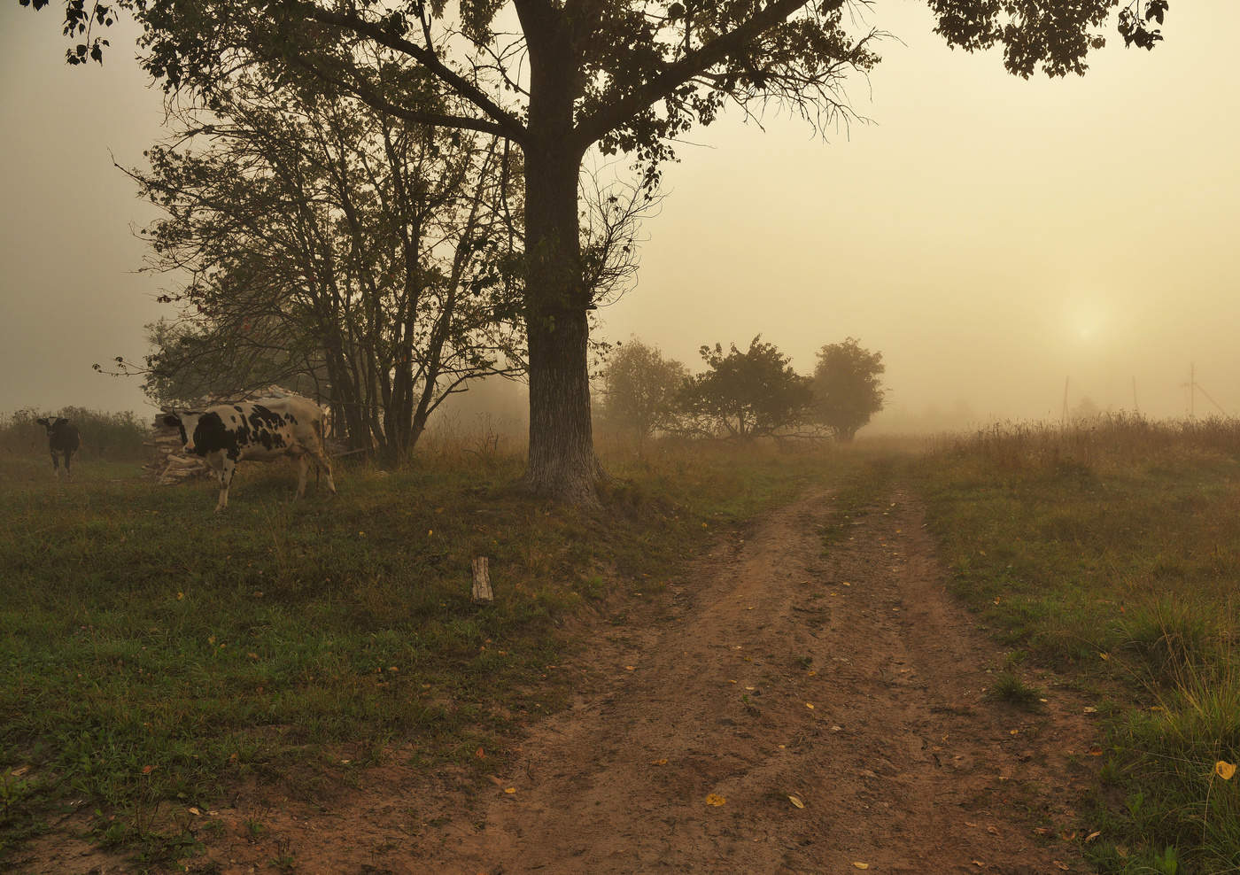 Утро в деревне ...
