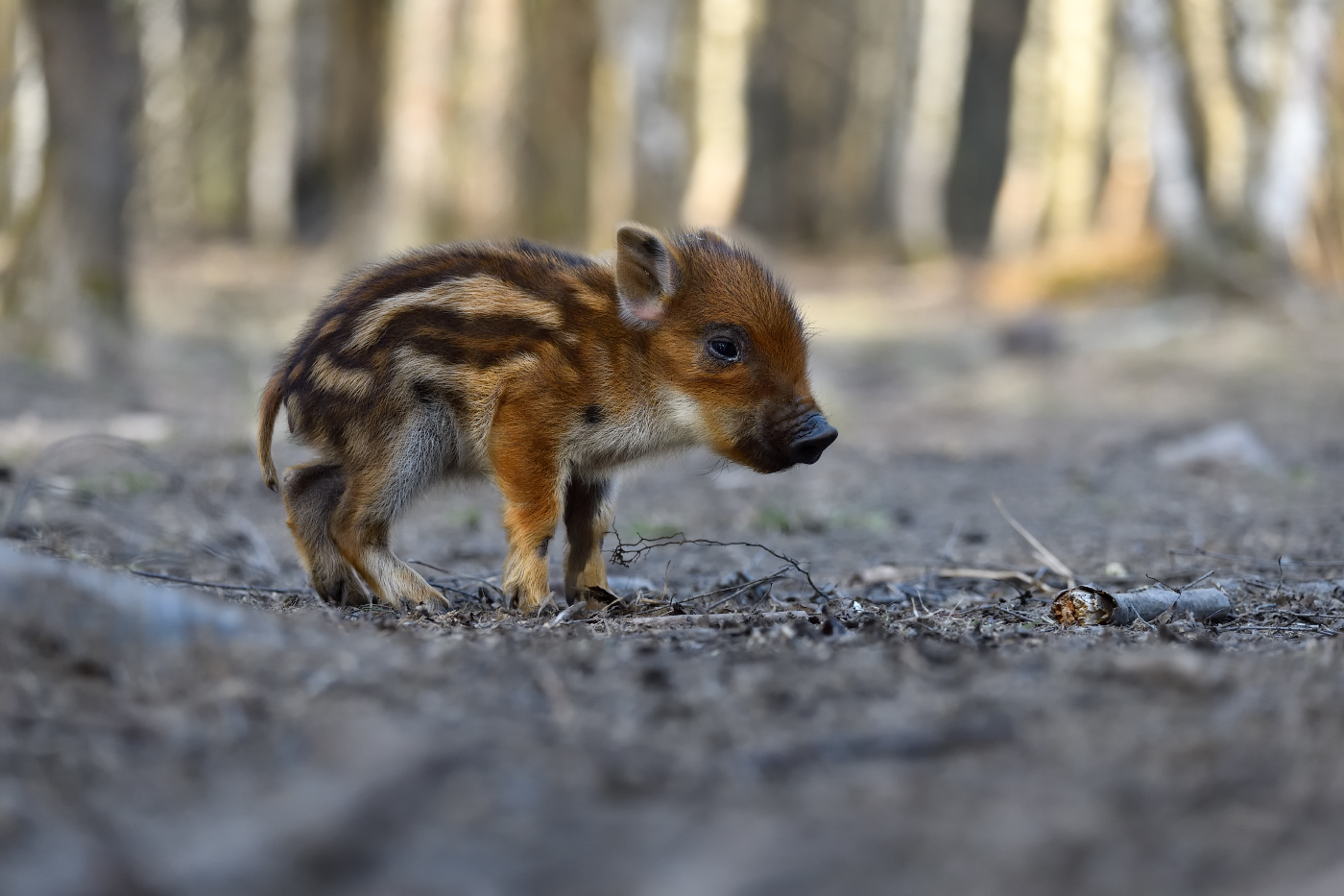 первые щаги