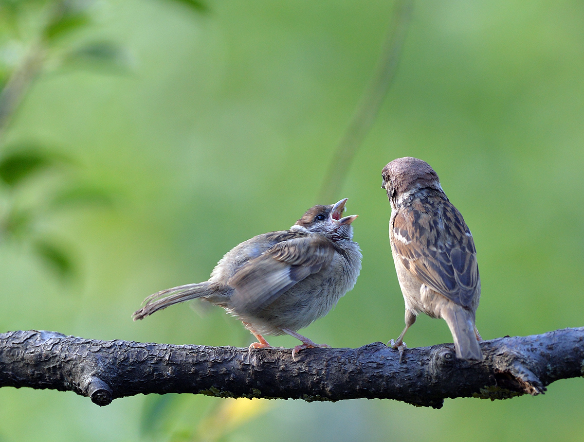 Мама я кушать хочу....