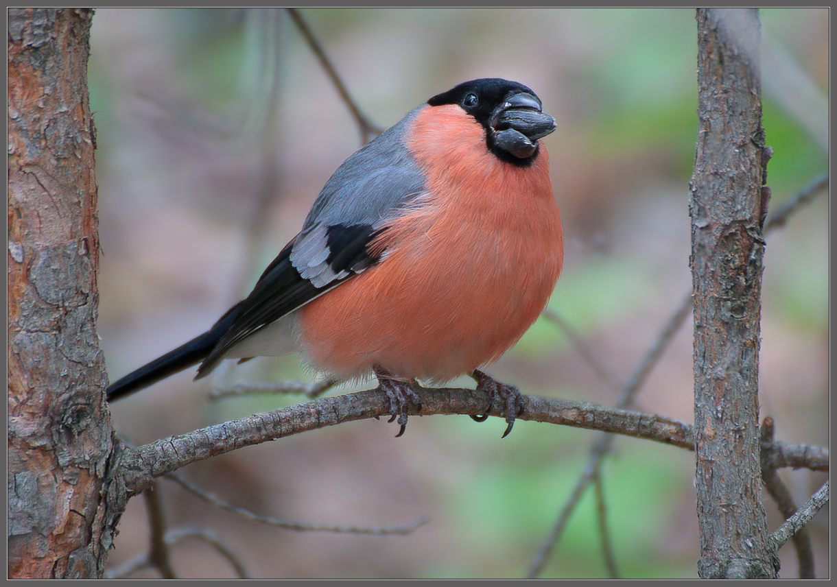 Дневной доЖор