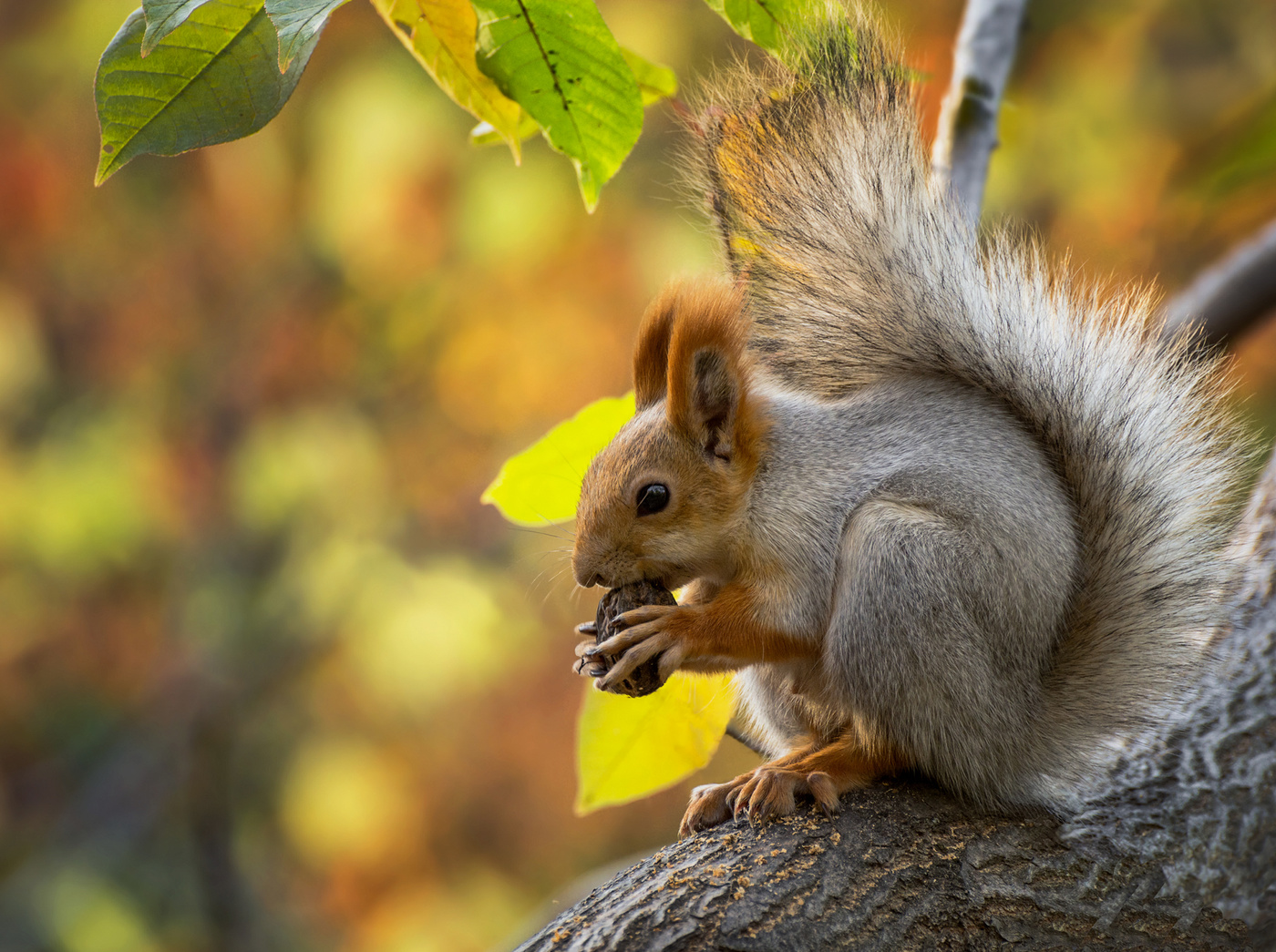 с маньчжурским орехом..