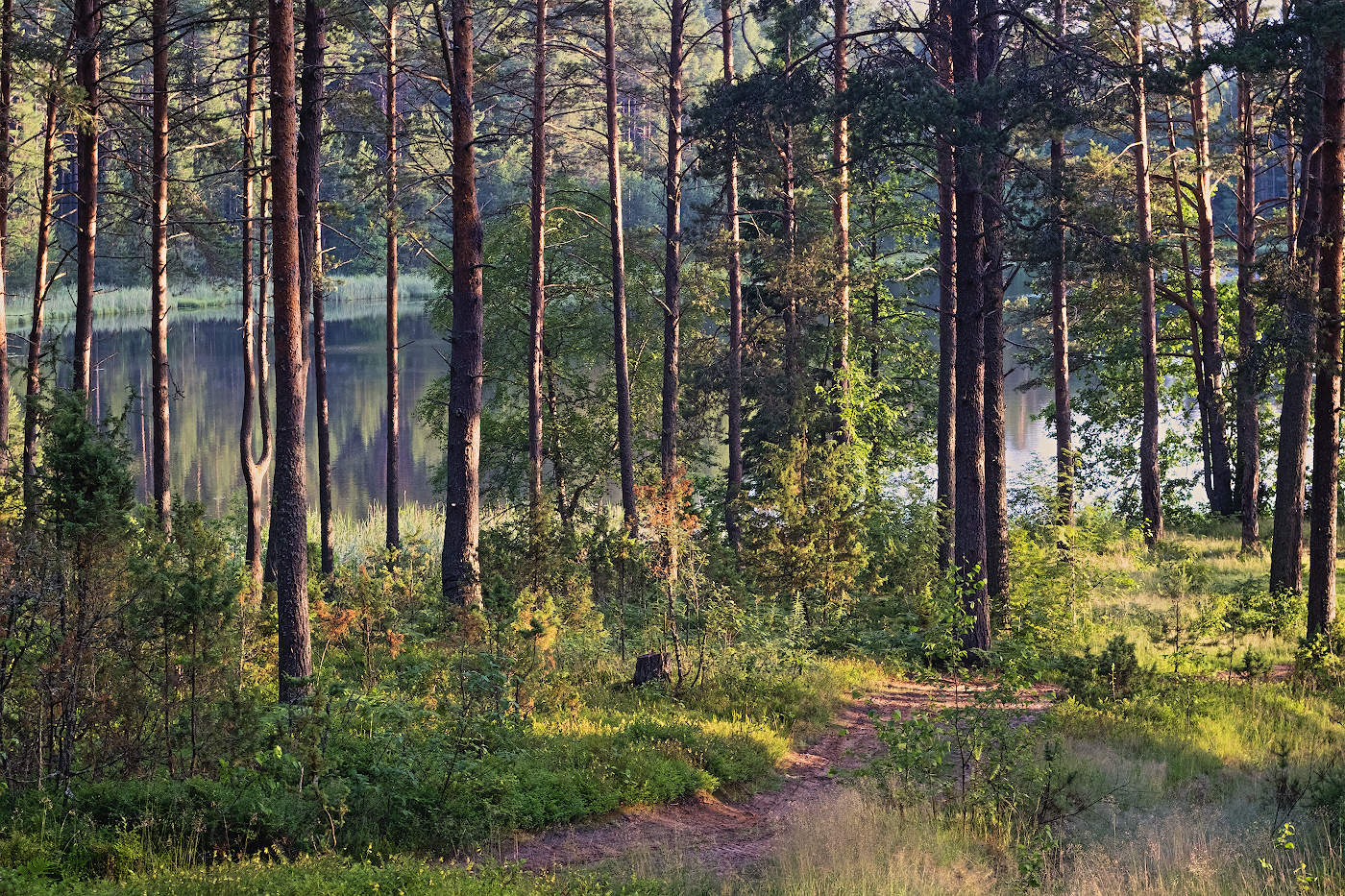 Утренний лес