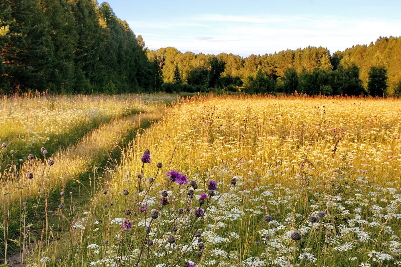 Июльский вечер.
