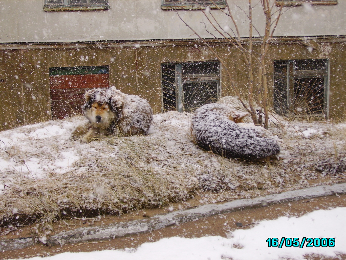 Майский снег