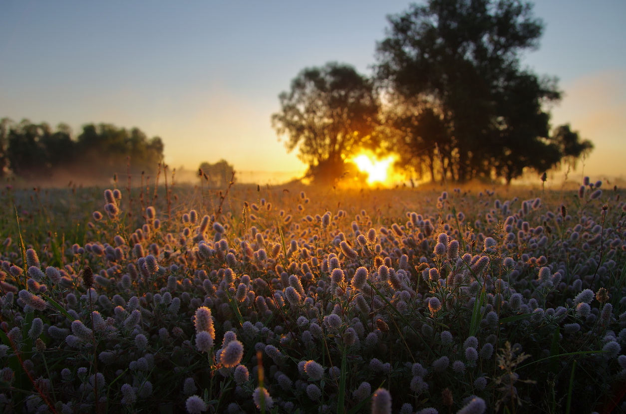 Летнее утро