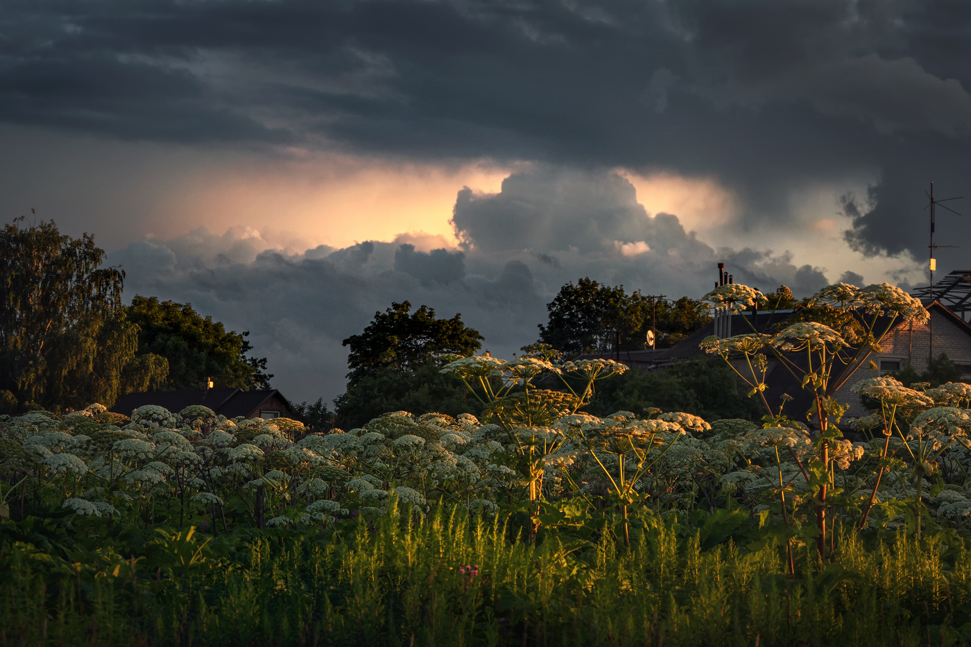 Thickets of Hogweed