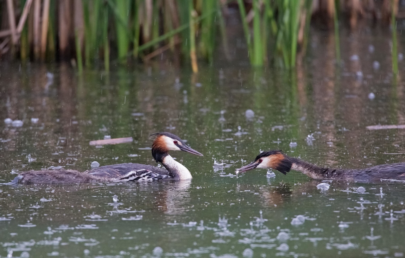 Чомги под дождем