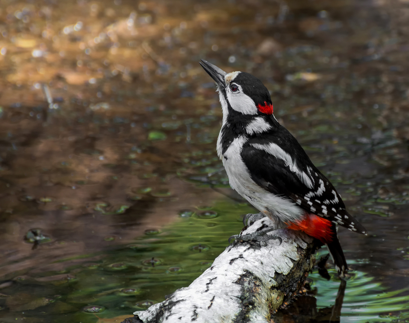водичку пьёт