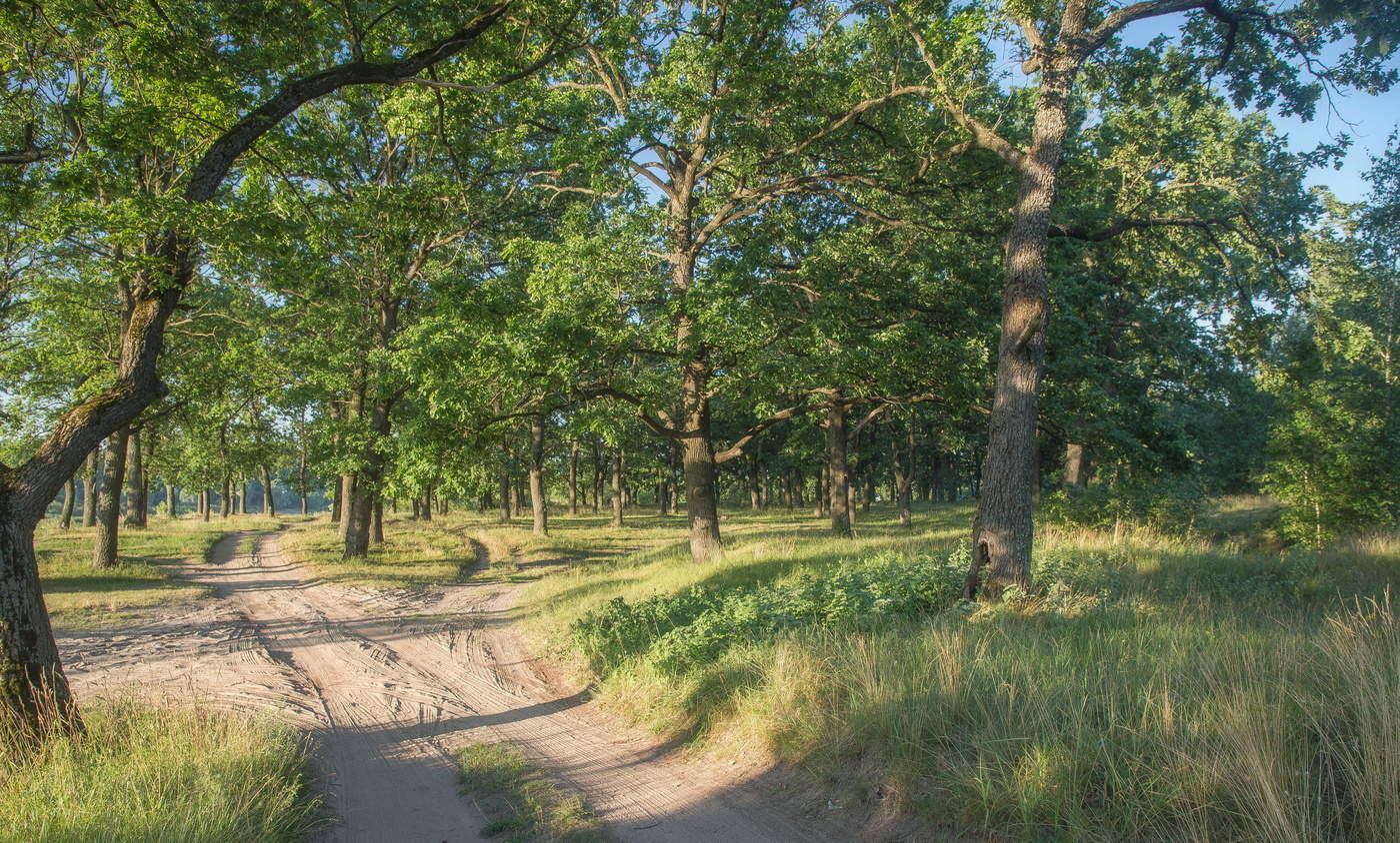 Утро двух дорог.