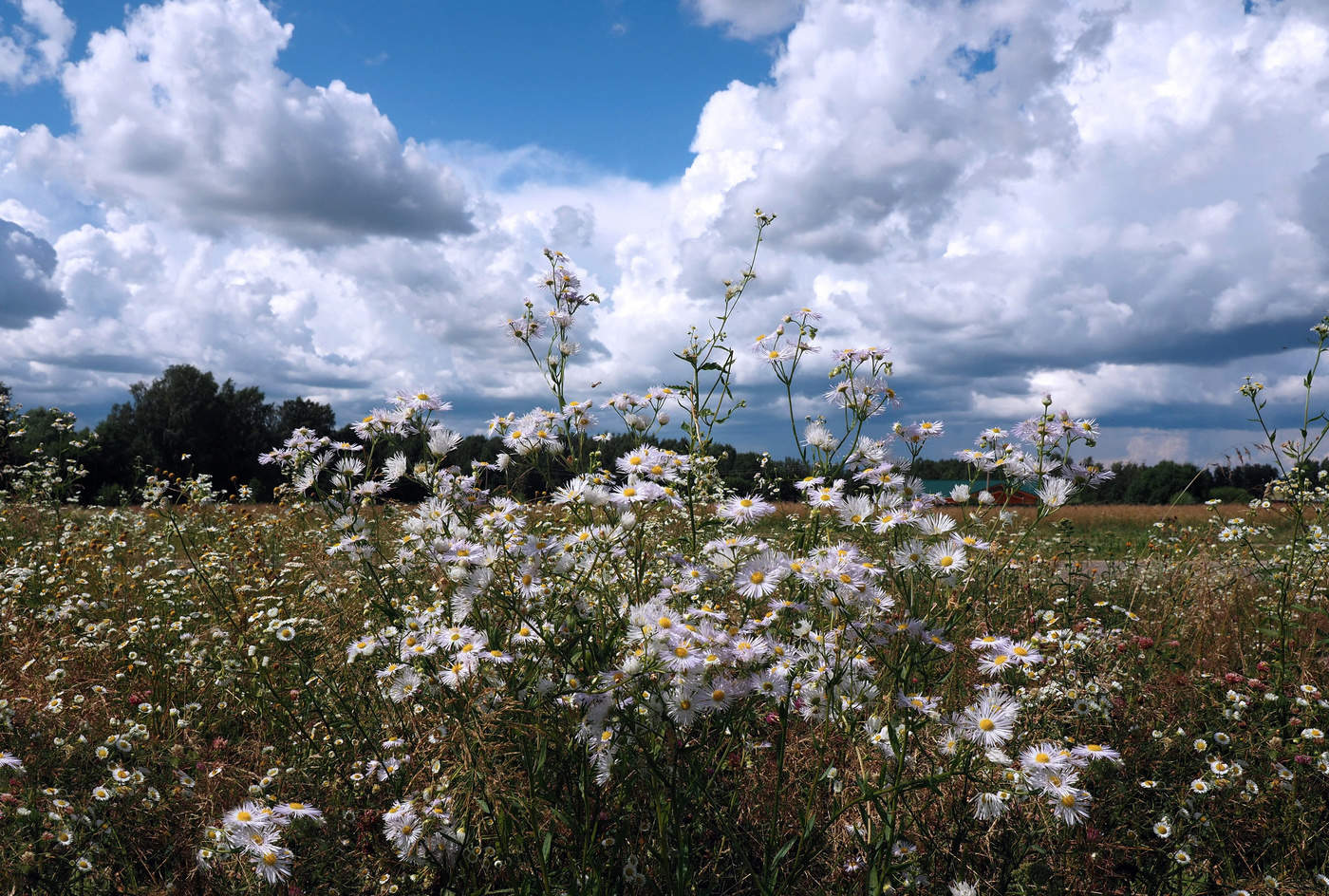 Небесные странники