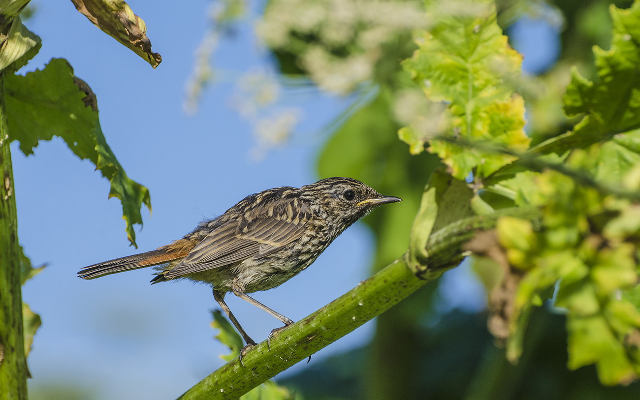Слёток варакушки