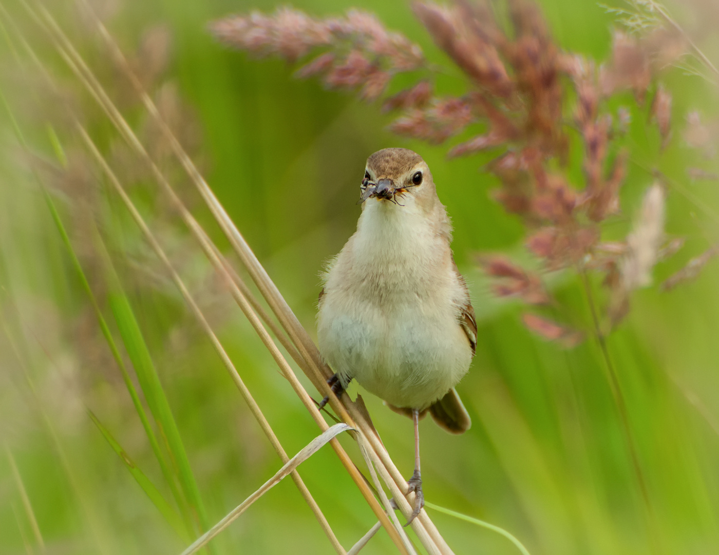 для малыша..