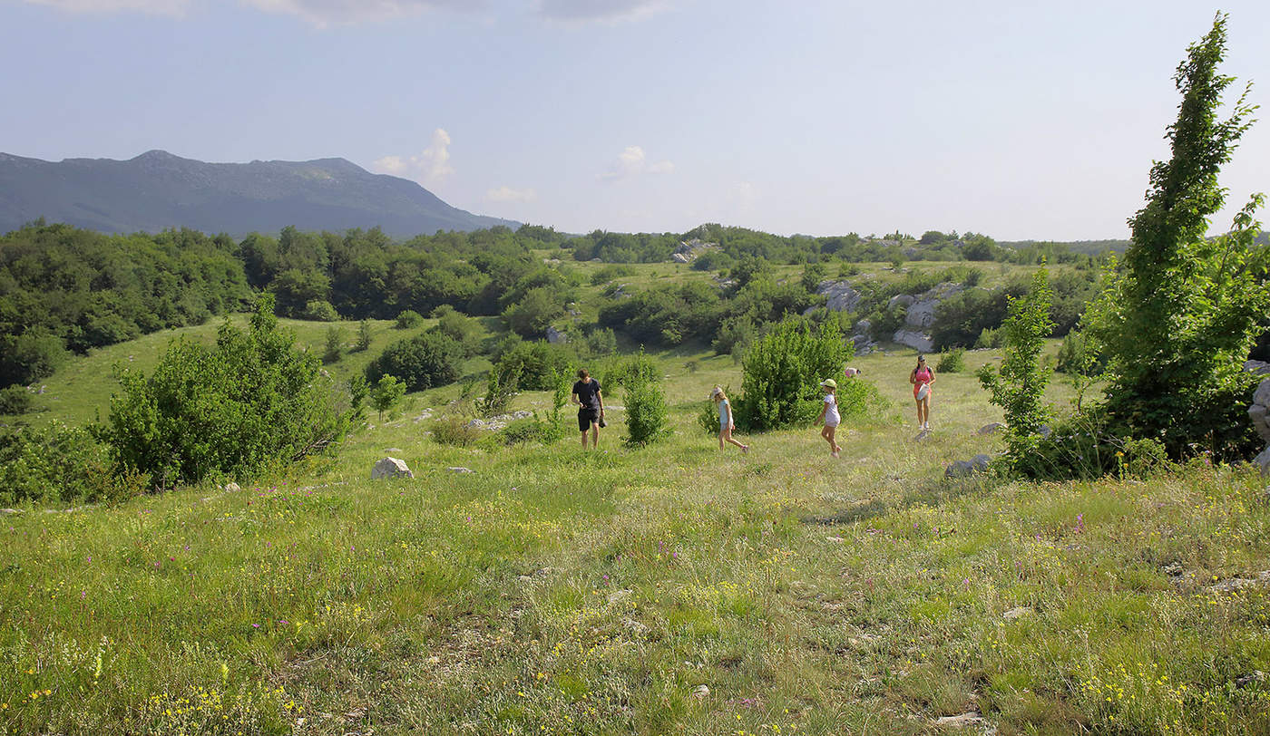 Летняя прогулка