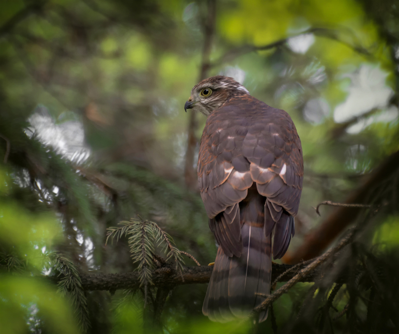 Ястреб перепелятник..
