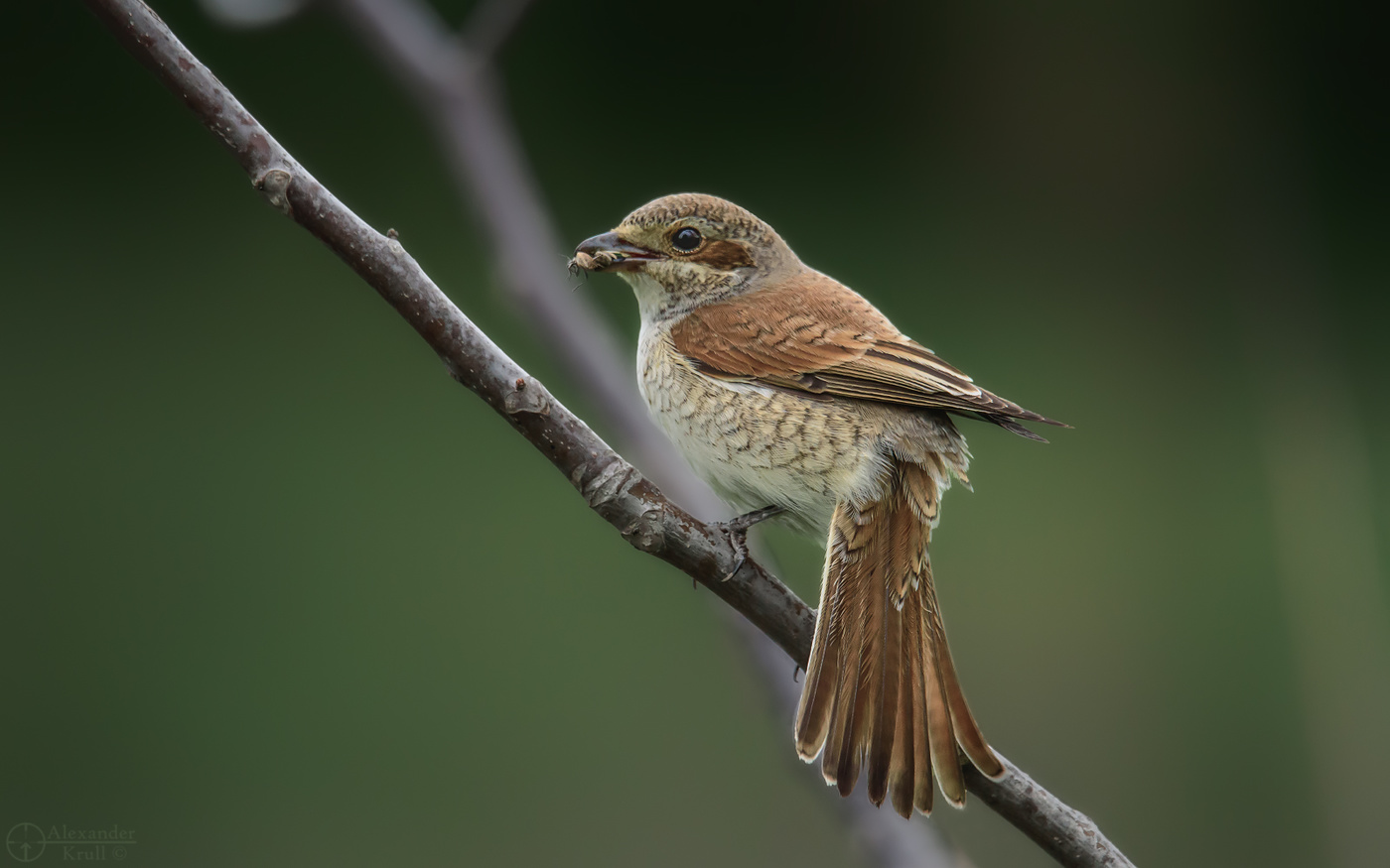 Почти павлин...
