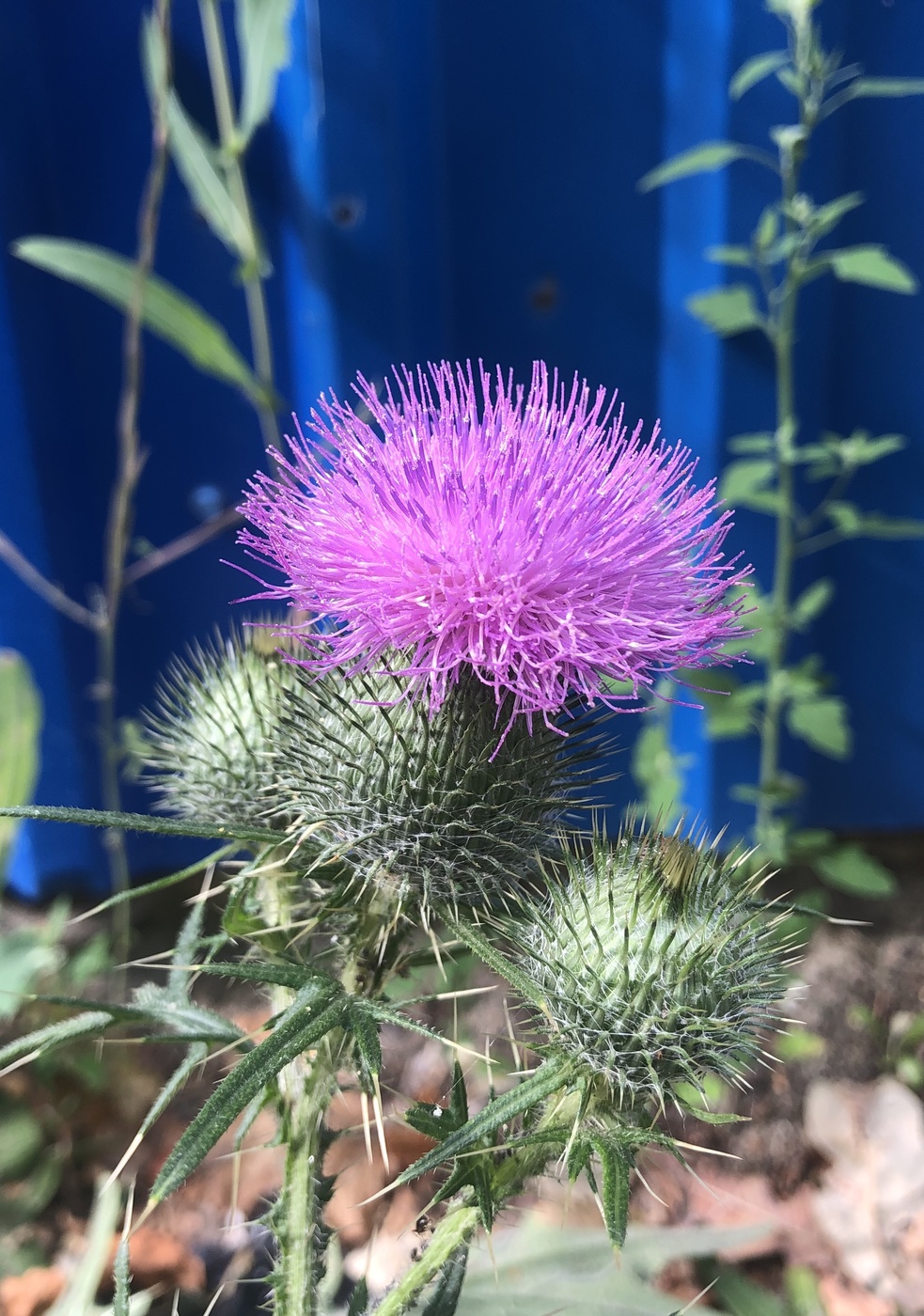 Просто репей…