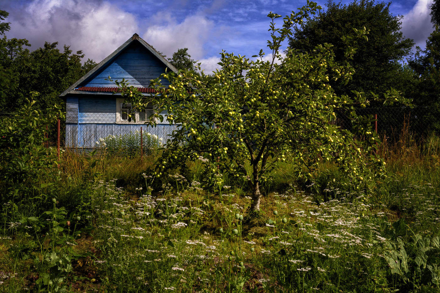 Яблонька перед голубым домиком