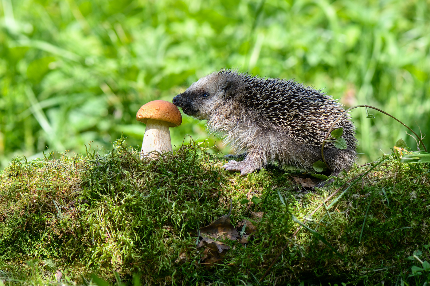 знакомство с окружающим миром