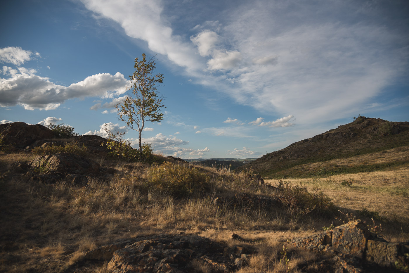 Молодая березка