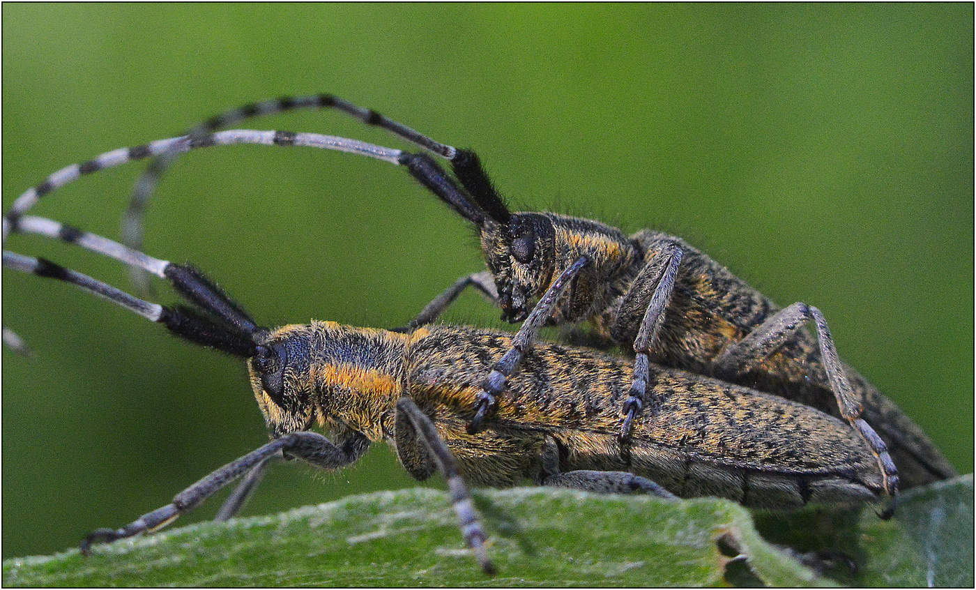 Усач Агапантия.