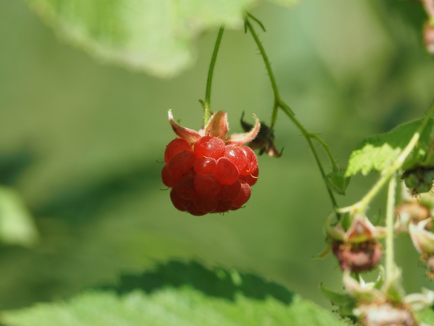 Лесной урожай