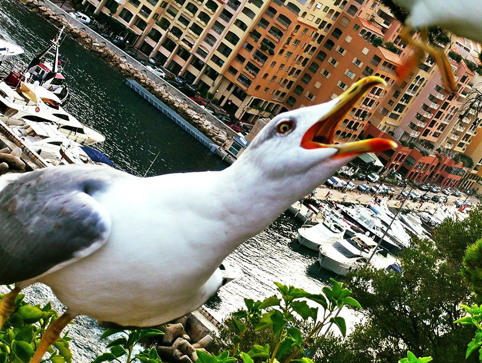 Клич над Монако