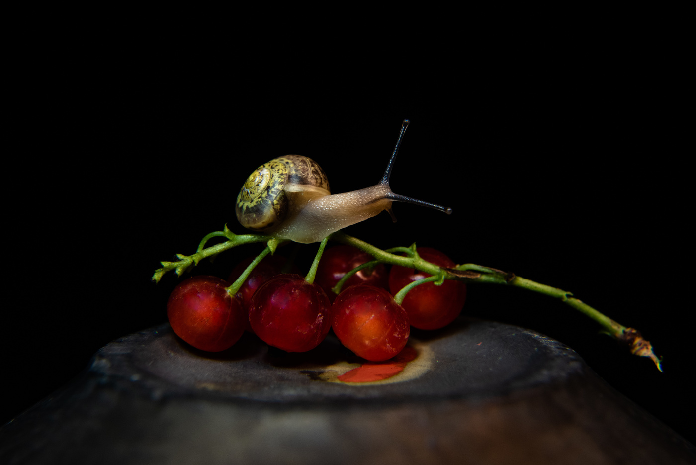 Натюрморт с красной смородиной и улиткой