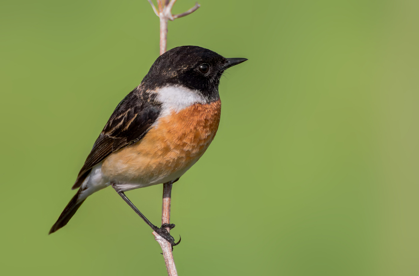 Черноголовый чекан.
