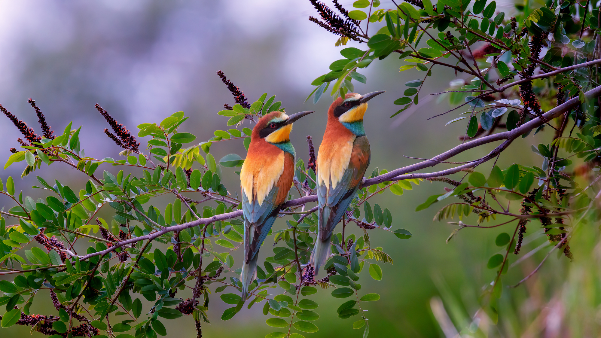 Утро для двоих