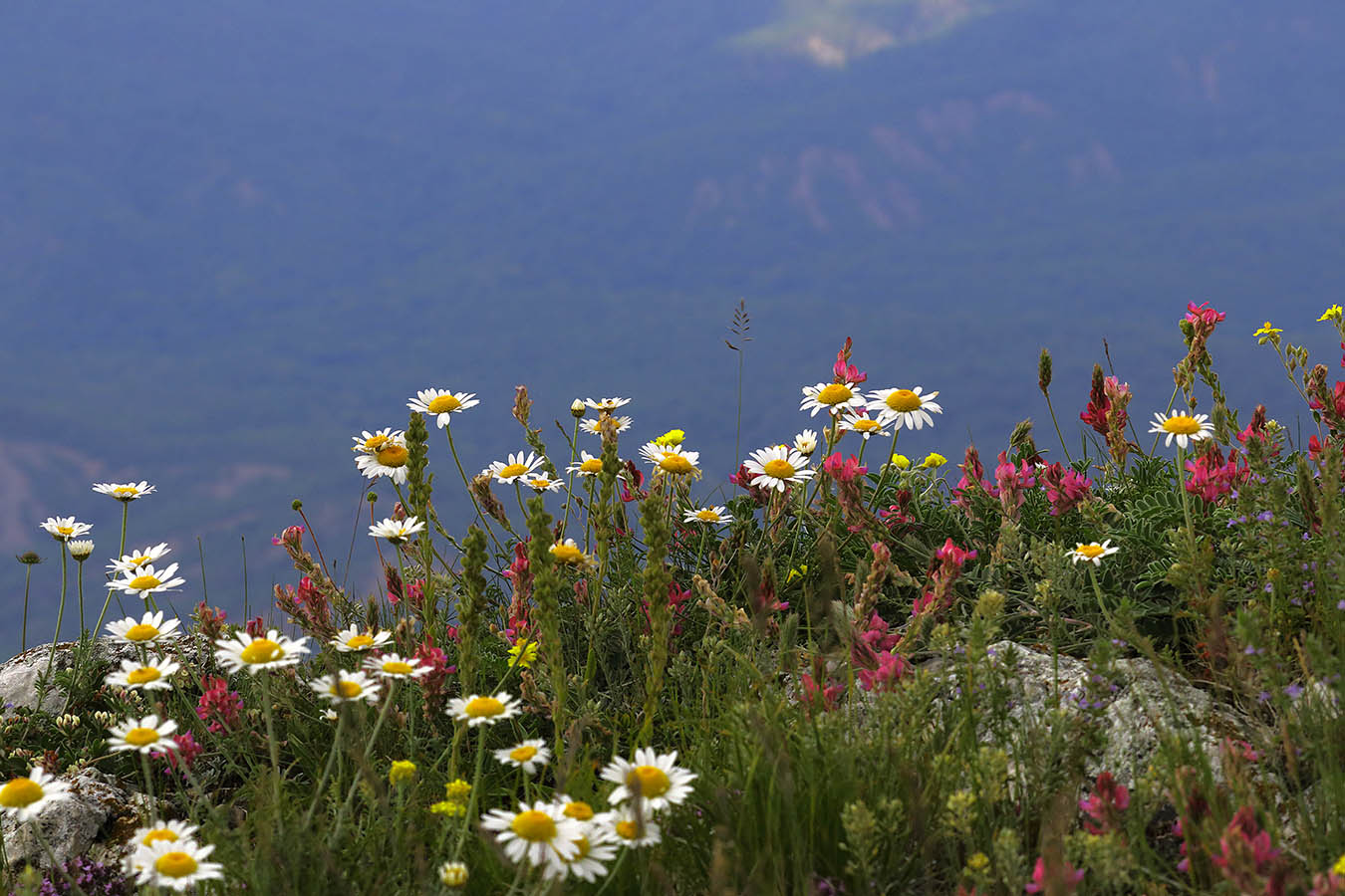 Ромашки Чатыр-Дага