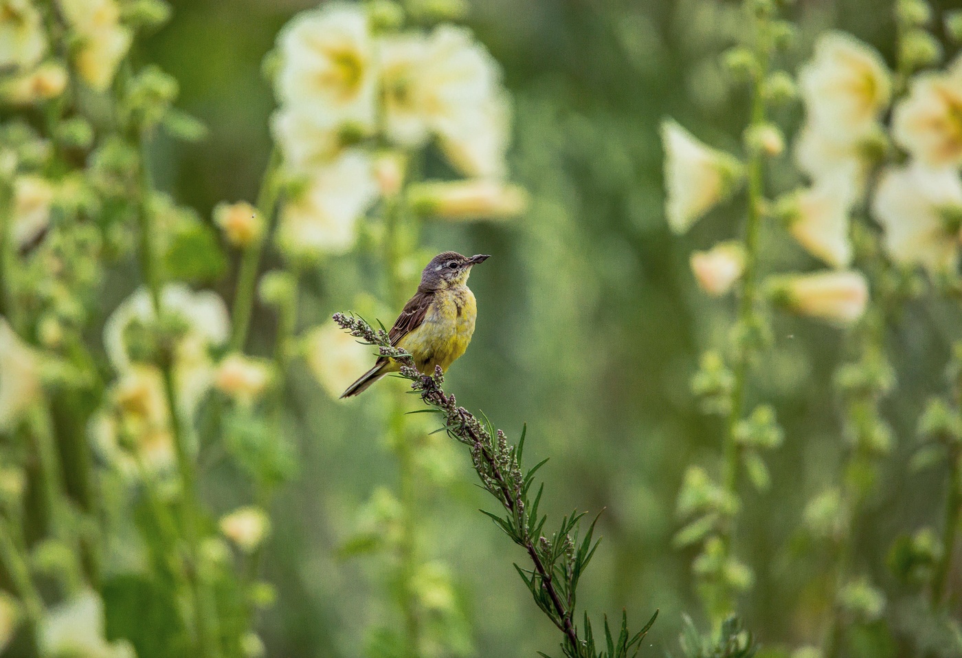 На фоне мальв