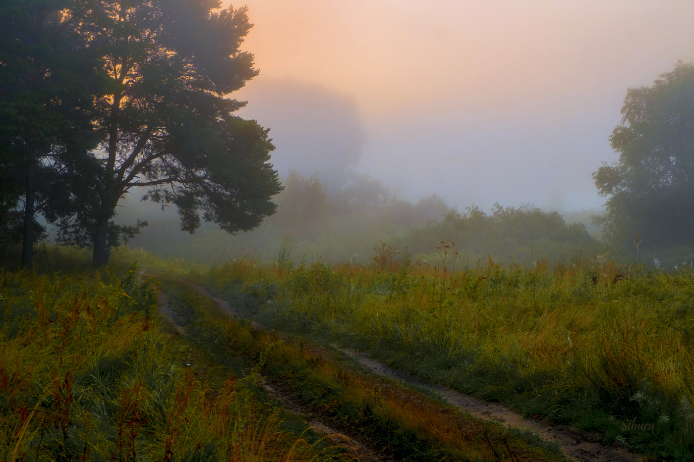 Дорога в лес.