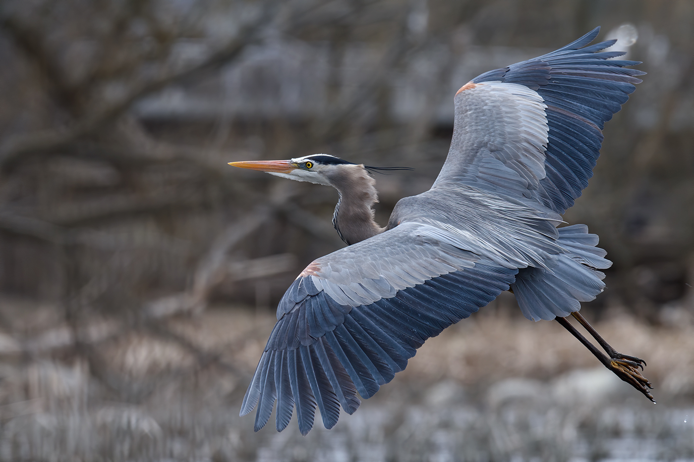 Great Blue Heron