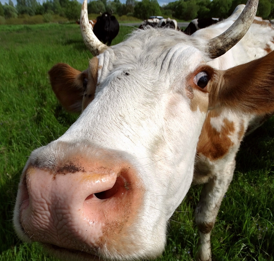 Вариант кадрирования