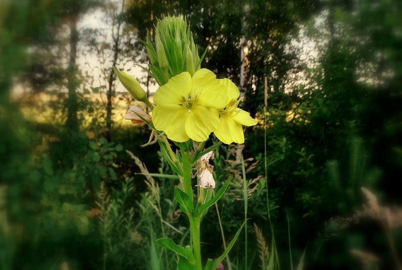 Вариант кадрирования